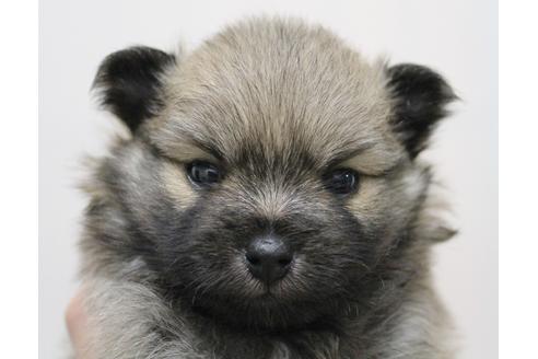 成約済の千葉県のポメラニアン-15837の3枚目